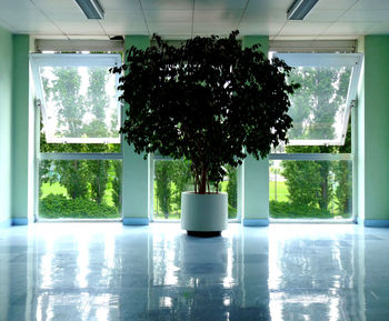 Potted plants on window sill