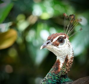 Close-up of a bird looking away. pava real. 