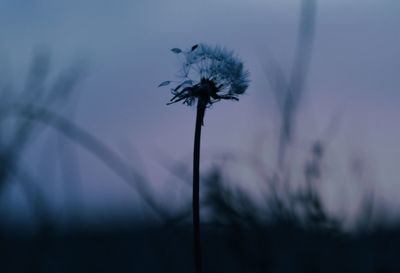 Close-up of dandelion flower