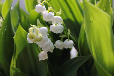 Close-up of flowers