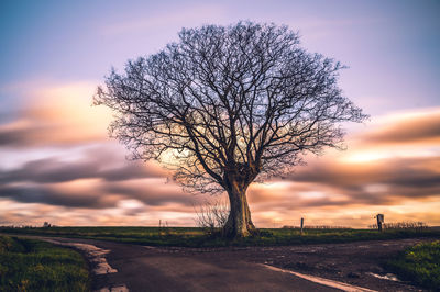 Bare tree by road against sky during sunset