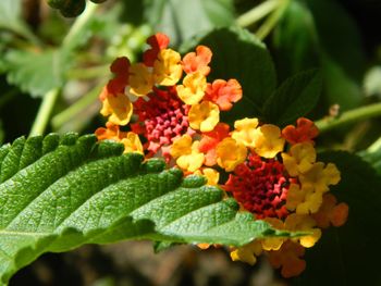 Close-up of flowering plant