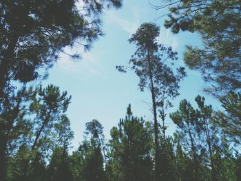 Low angle view of trees against sky