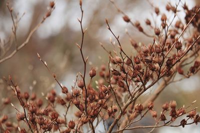 Close-up of dried flowers on tree