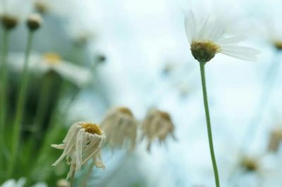 Close-up of white flowers