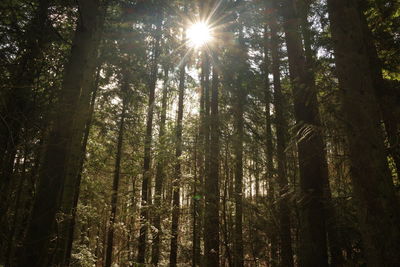 Low angle view of trees in forest against sky