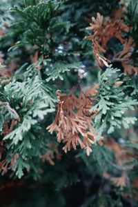 Close-up of leaves on tree during winter