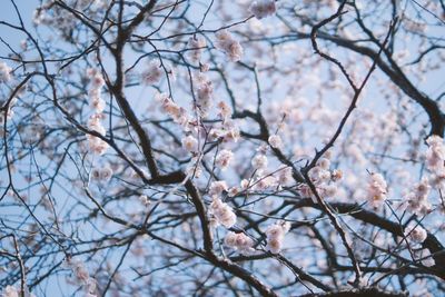 Low angle view of cherry blossom tree