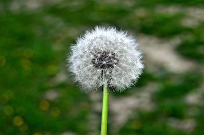 Close-up of dandelion