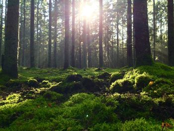 Trees in forest