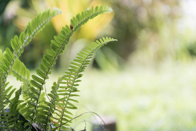 Close-up of fern leaves