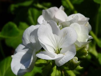 Close-up of white flowers blooming outdoors