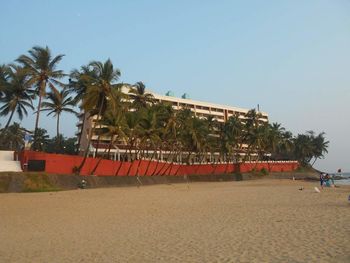 Palm trees on beach