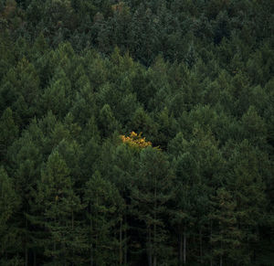 High angle view of trees in forest