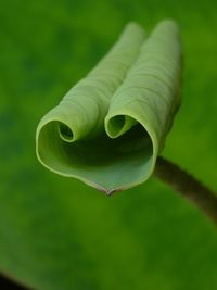 Close-up of plant