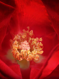 Close-up of white flower