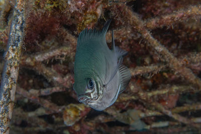 Close-up of fish swimming in sea