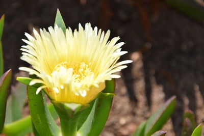 Close-up of yellow flower blooming outdoors