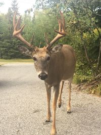Portrait of deer standing on field