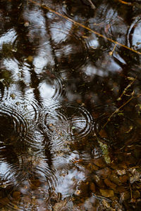 Reflection of trees in water