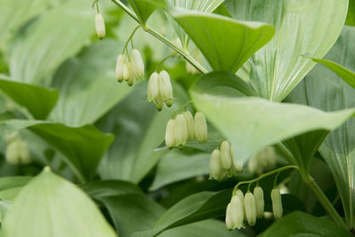 Close-up of white flowering plant leaves