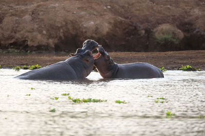 Horse resting in a water