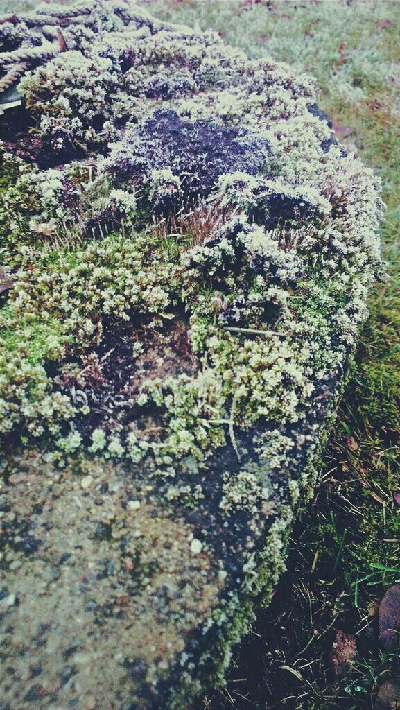 high angle view, moss, rock - object, plant, textured, growth, nature, rough, day, outdoors, tranquility, stone - object, no people, close-up, rock, field, beauty in nature, growing, grass, sunlight