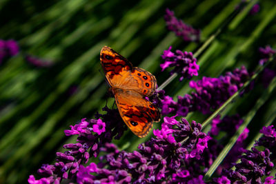 Close-up of butterfly pollinating on purple flower