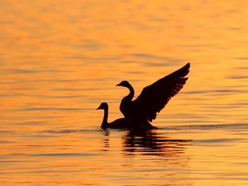 Silhouette bird flying over lake against orange sky