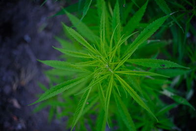 Close-up of fresh green plant