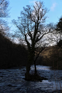 Bare tree by river against sky