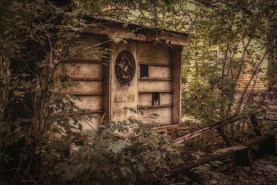 Ivy growing on abandoned house in forest