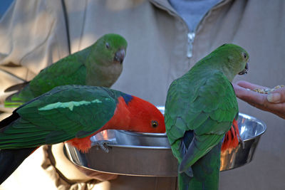 Close-up of parrots