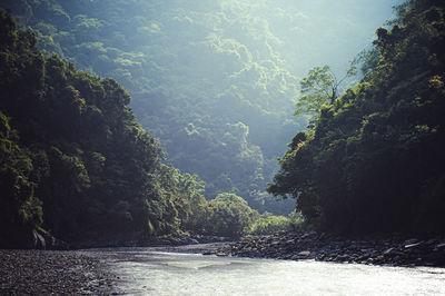 River amidst trees in forest