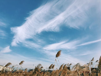 Low angle view of plants on field against sky