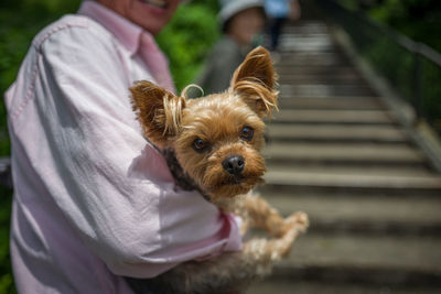 Midsection of man with dog