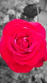 Close-up of red rose blooming outdoors