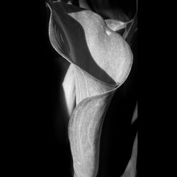 Close-up of calla lily against black background