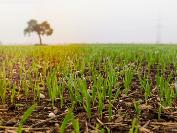 Close-up of wheat field