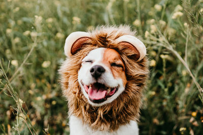 Cute jack russell dog wearing a lion costume on head. happy dog in nature in yellow flowers meadow