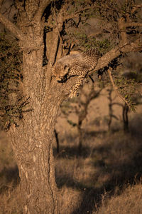 Cheetah on tree