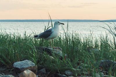 Bird on grass by sea against sky