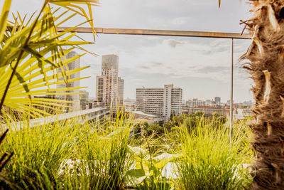 View of plants in city against sky