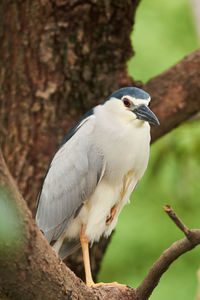 Close-up of bird perching on tree