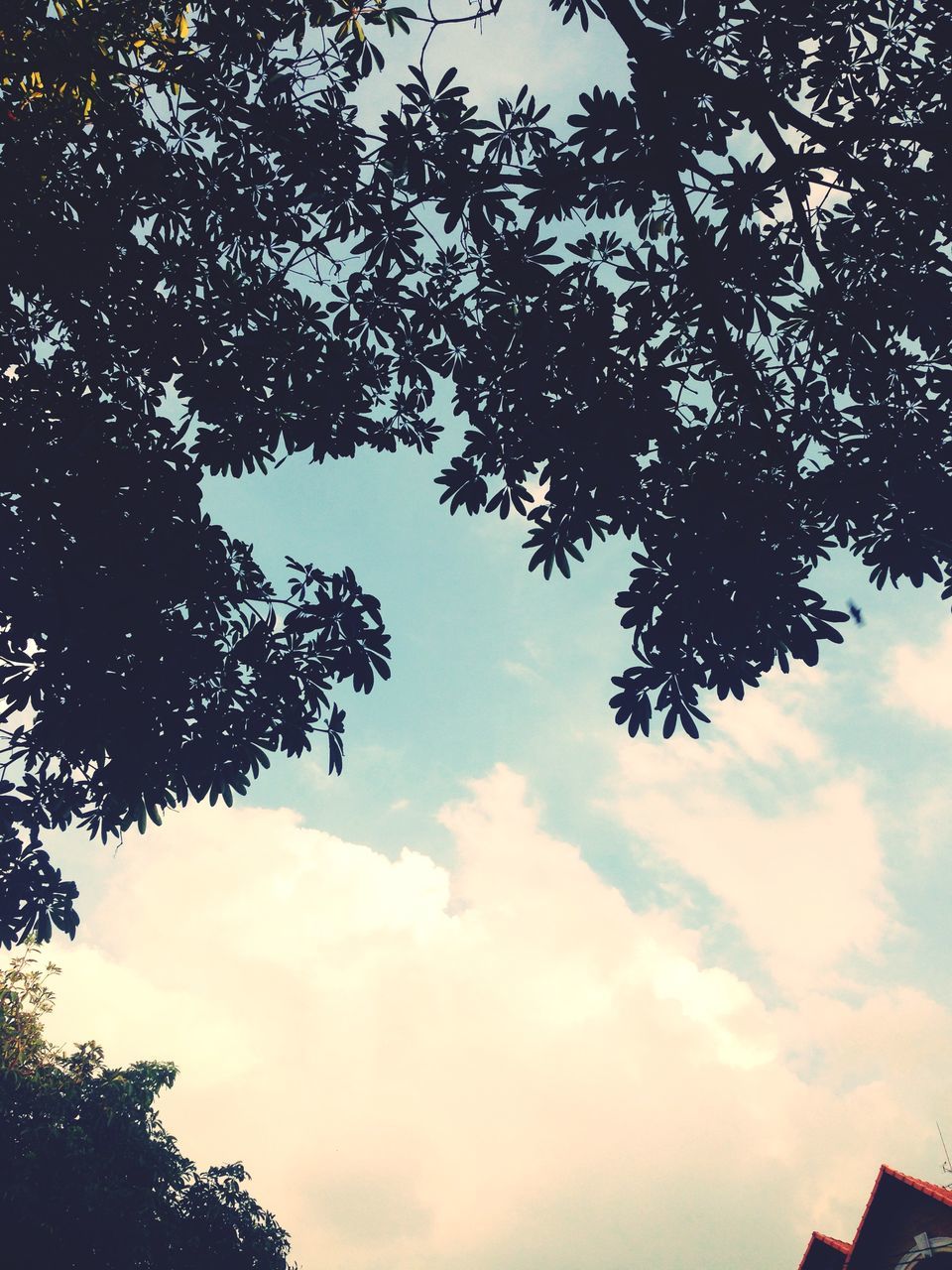 low angle view, tree, sky, branch, silhouette, cloud - sky, nature, beauty in nature, high section, tranquility, scenics, cloud, cloudy, growth, built structure, outdoors, no people, architecture, building exterior, tranquil scene