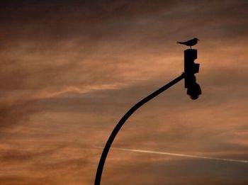 Silhouette bird against sky during sunset