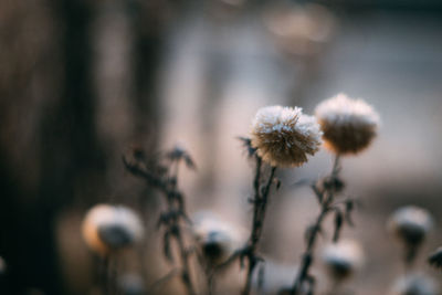 Close-up of flower against blurred background