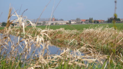 Plants growing on field against sky