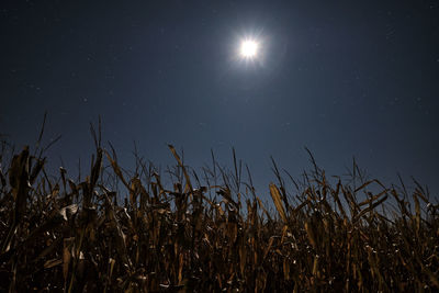 Low angle view of plants growing on field against sky at night