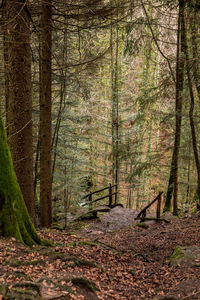 Trees growing in forest